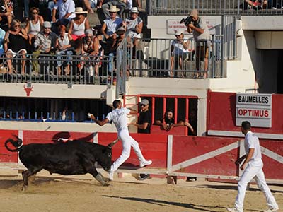 Course Camarguaise