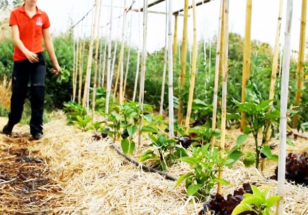 le potager du restaurant